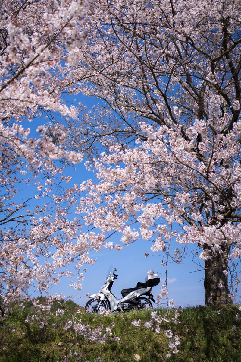 terupapa39's tweet photo. 桜を見ると春が来たなと感じさせてくれますね。
今年は小排気量のバイクでいろいろと桜を撮りに行ってみました。
殆ど誰も居ない場所でも立派に咲き誇っています。
#桜 #YAMAHA #T155 https://t.co/J1b8sOi9gK