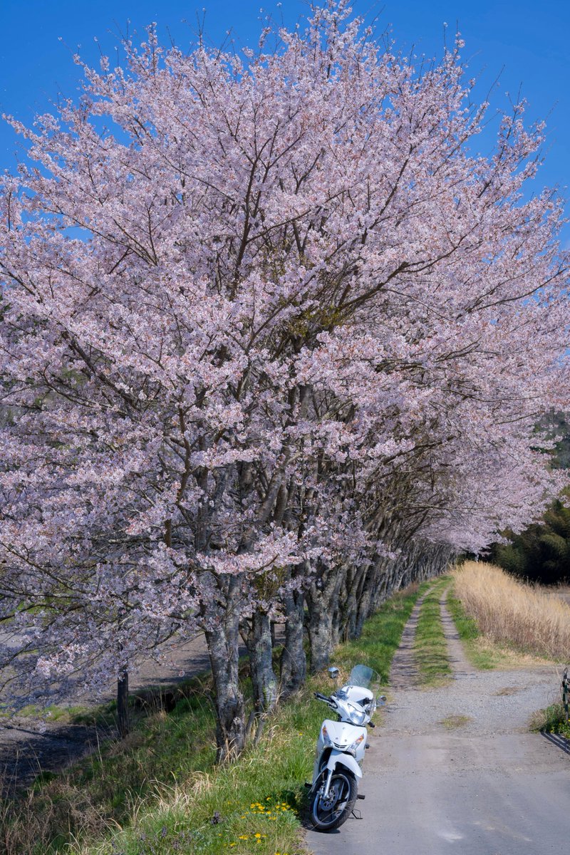 terupapa39's tweet photo. 桜を見ると春が来たなと感じさせてくれますね。
今年は小排気量のバイクでいろいろと桜を撮りに行ってみました。
殆ど誰も居ない場所でも立派に咲き誇っています。
#桜 #YAMAHA #T155 https://t.co/J1b8sOi9gK