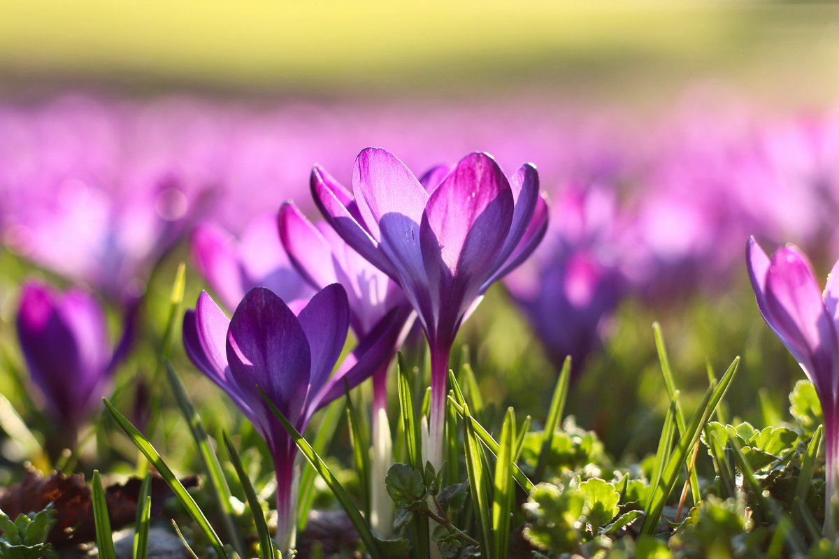 co4work's tweet photo. Aurinkoista pääsiäistä kaikille! Happy Easter! 💜🤍💜 https://t.co/KWeAukgYGa