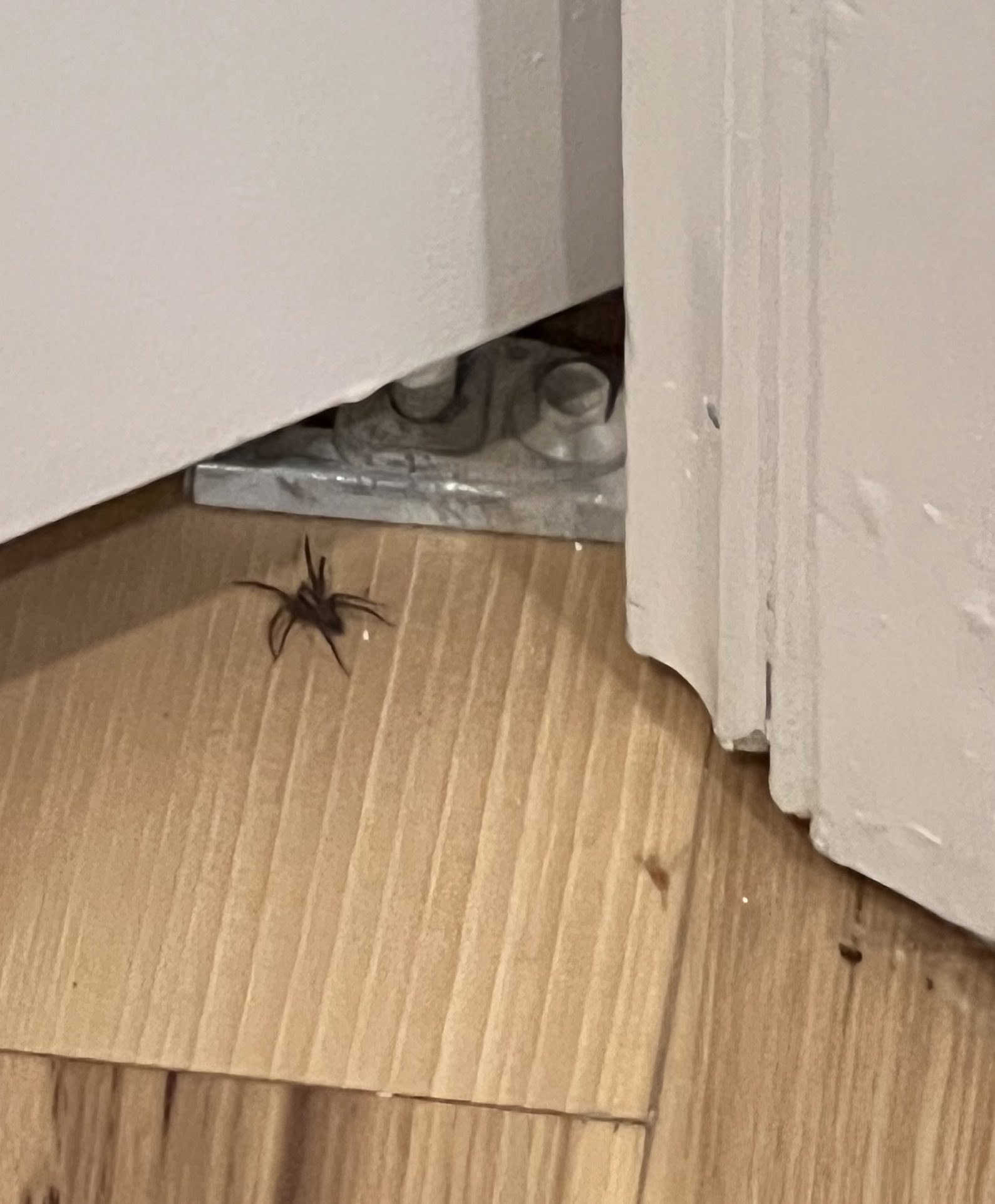 TW Pornstars - Evelyn Claire. Twitter. New roommate. What we naming it?.  5:57 AM - 8 Apr 2023