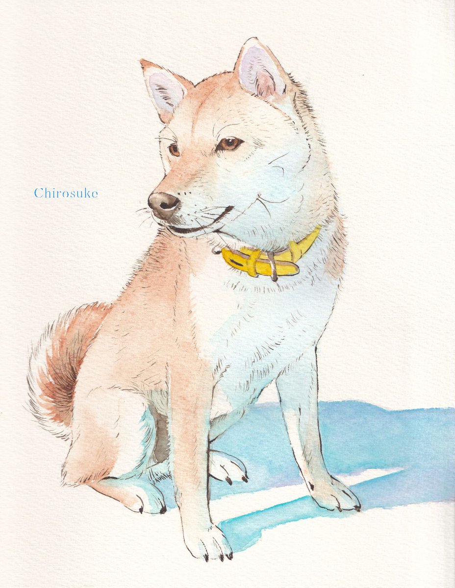 「#柴犬の日 #水彩画 」|ちろ助のイラスト