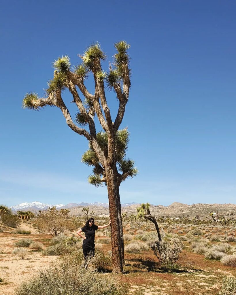 Meanwhile, from Joshua Tree, California.

(Please excuse the lack of posts and vids at the moment  Needed a few days to just enjoy our trip and get in the groove. Still filming things and have lots to share so do not dispair! 🖤)

#TimAndZensExcellent… instagr.am/p/CqwzoEXs--t/