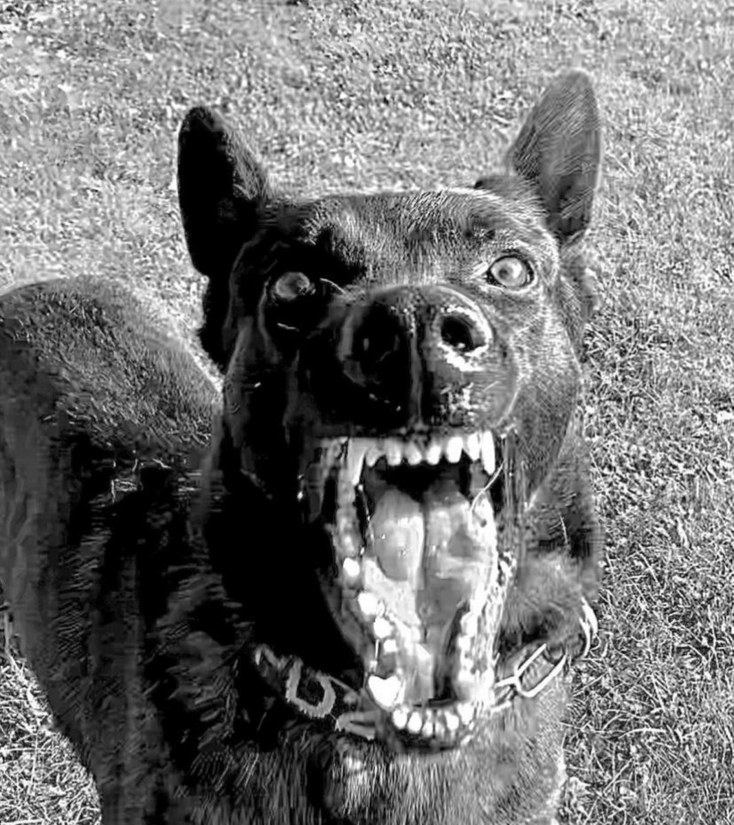 ChNW Police Dogs tweet media