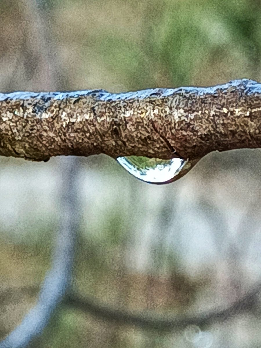Justine38613675's tweet photo. #macroshoot https://t.co/1YMtCfGY2e