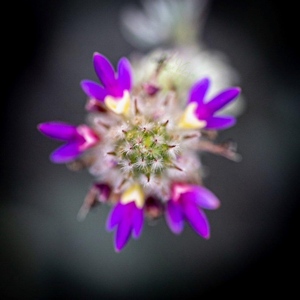 AnneVelosa's tweet photo. From the front yard.
.
.
.
#thankful 
#flowers  #flower #flowersofinstagram #flowerstagram #allkindsofflowers
 #flowerphotography #flowerphoto
#plants #plantphoto #allkindsofplants  #santacatalinaprairieclover #all_beauty_flowers 
#flowersandmacro #macroandflower #macroandfl… https://t.co/zMAJqMboKO