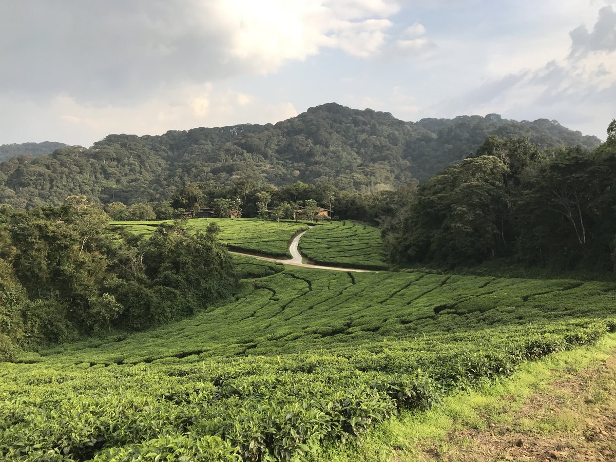juniatapacs's tweet photo. Today is the anniversary of the beginning of the Rwandan Genocide, which occurred between April 7 and July 15, 1994. 800,000 members of the Tutsi, Hutu, and Twa ethnic groups were killed by Hutu militias.  PACS and ESS held a study abroad program in Rwanda, the last in 2019. https://t.co/iXPqs4LNEE