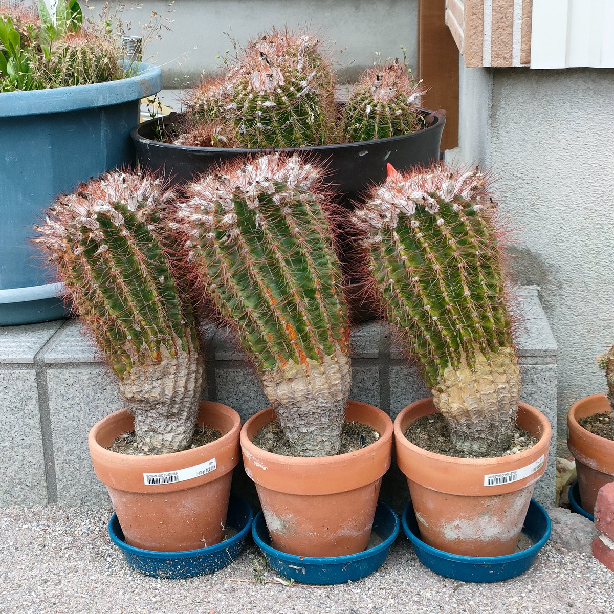 うちのサボテンズ https://t.co/gpijAcKBRV