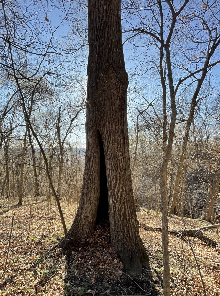 marschall_joe's tweet photo. Hardwood fire scars are cool too! ~early-mid 1900s(ish)๐ฅ scars on northern red oak and sugar maple observed on a spring #firescarfriday ramble in mid-Missouri https://t.co/AIg7cP3vjD