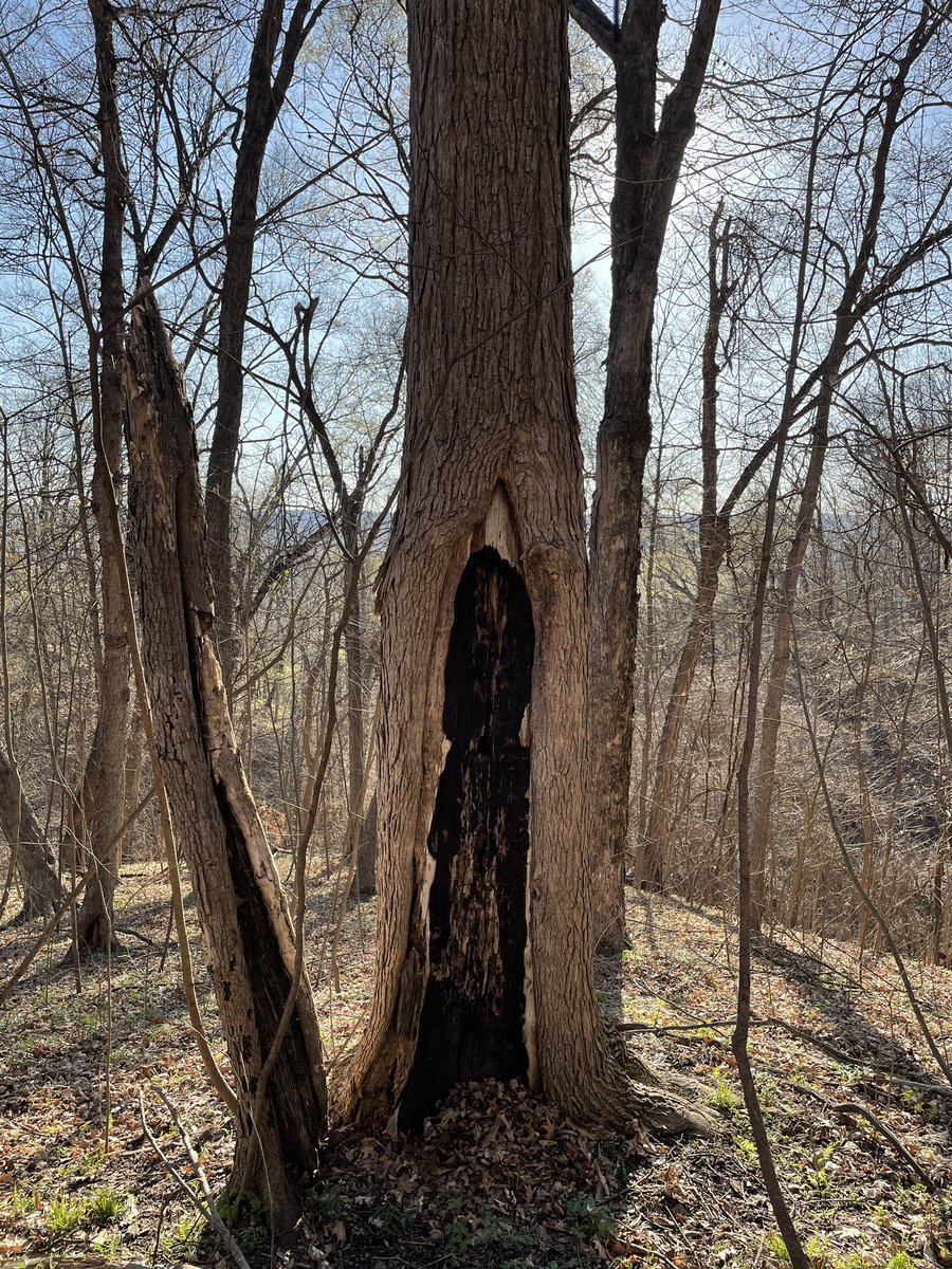 marschall_joe's tweet photo. Hardwood fire scars are cool too! ~early-mid 1900s(ish)๐ฅ scars on northern red oak and sugar maple observed on a spring #firescarfriday ramble in mid-Missouri https://t.co/AIg7cP3vjD