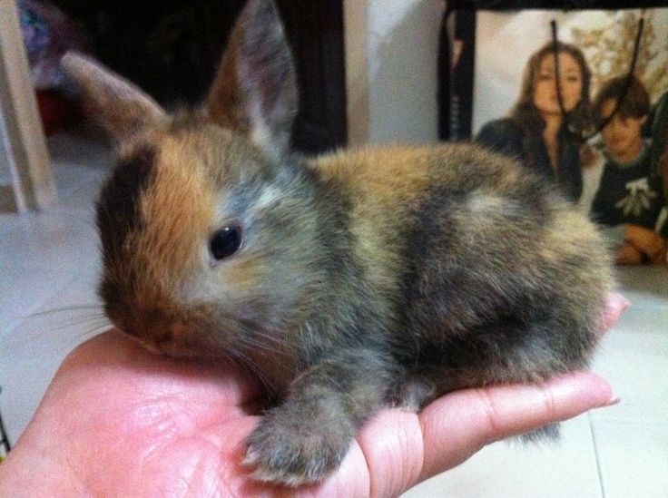 RabbitEveryHour's tweet photo. https://t.co/3UZYRi7mSH