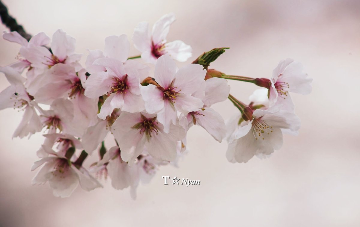 nya_n_88's tweet photo. ・
鶴見緑地 桜
Carl Zeiss Sonnar 2.8/180 T* AEG
+ Mutar I 2X T*
#鶴見緑地 #花博記念公園
#空がある風景
#染井吉野 #さくら #桜
#α7ii #Sonnar #Mutar
#カメラ好きな人と繋がりたい https://t.co/ouZC9FIPkb