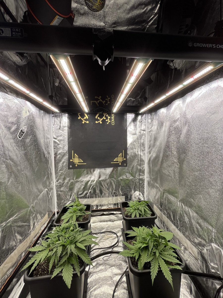 PushnPhosphorus's tweet photo. Today v last Saturday 

#Autopots @autopotusa 
(pushnautopots) 

@GrowersChoice_ #ROIE420 
#GrowersChoiceLEDs #ROIE https://t.co/BpsUv4XJ0J