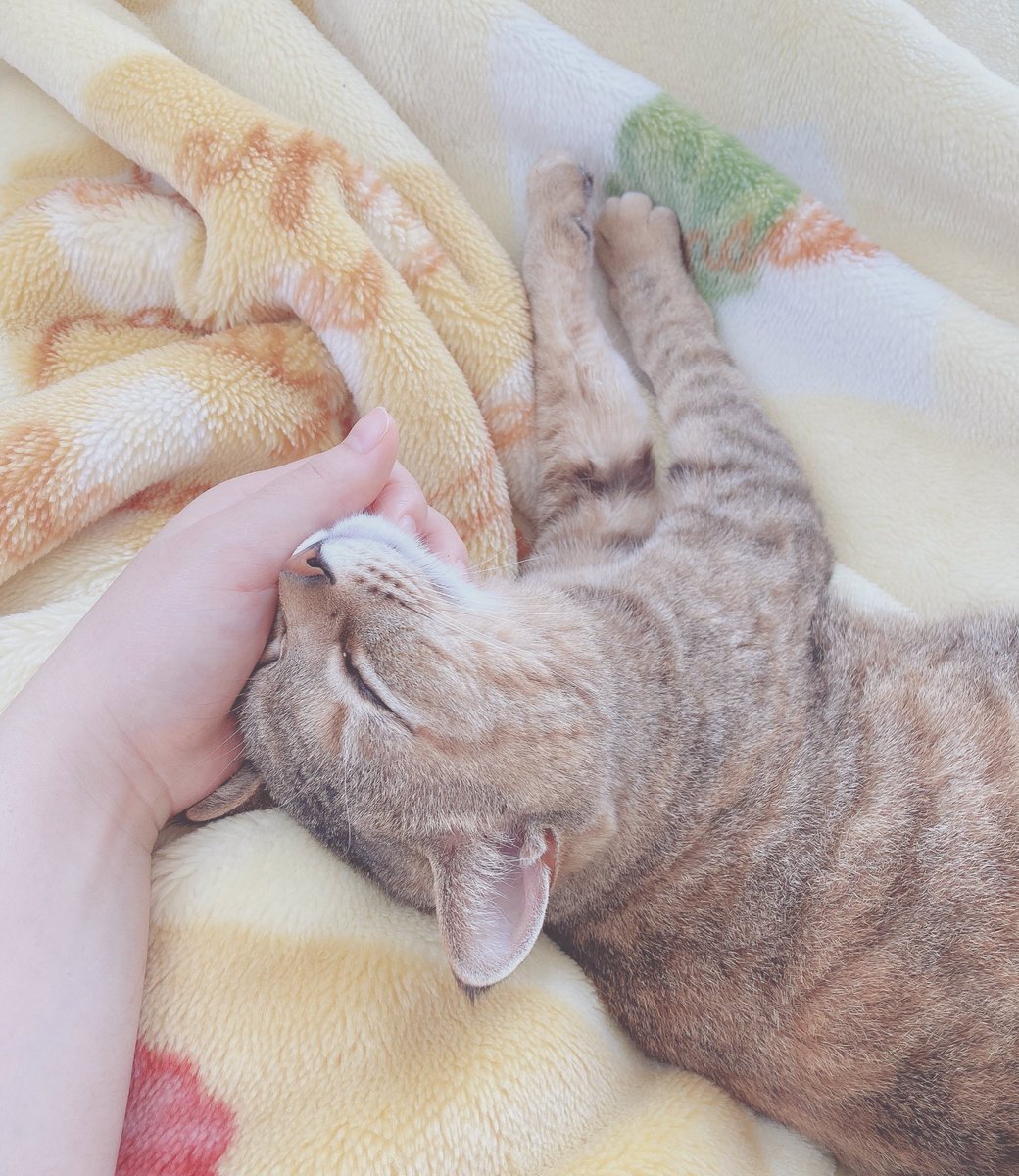 tmk_0930's tweet photo. 足元にいて起きれない😹 https://t.co/9TqB6EPR9K