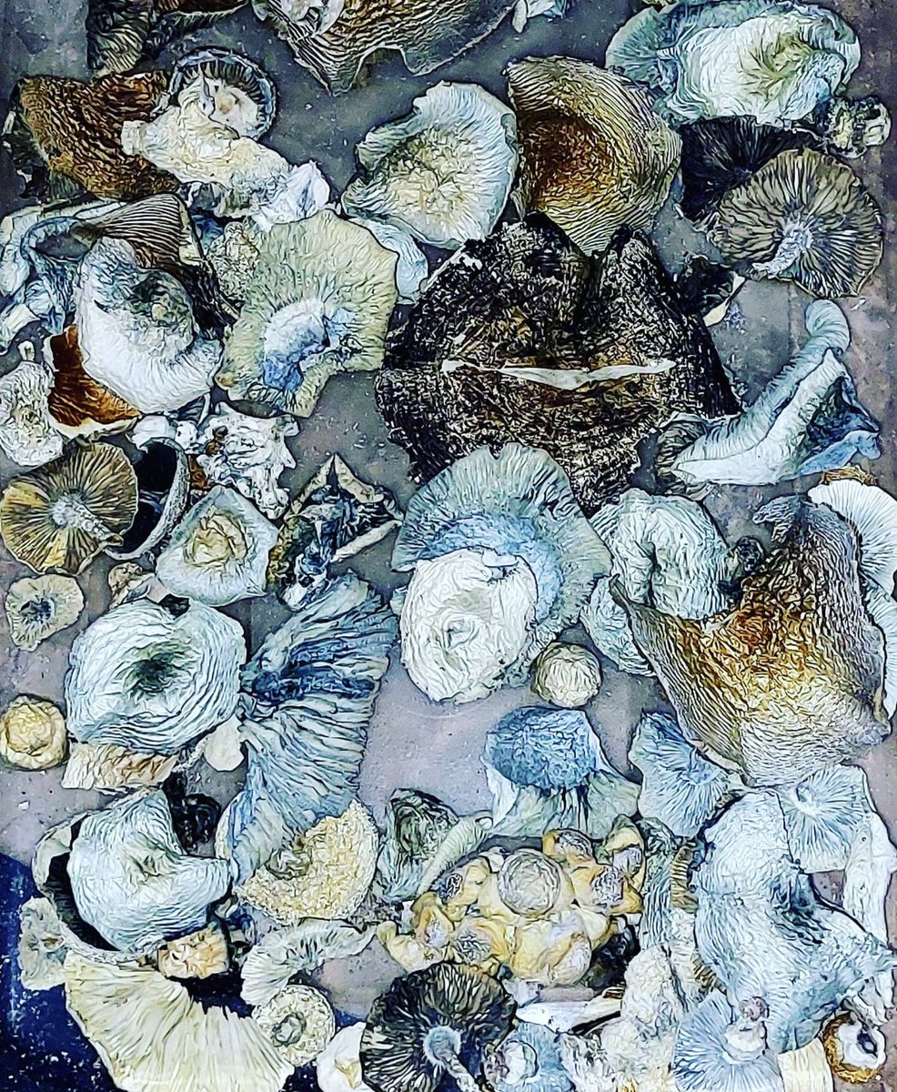 MycoBlu's tweet photo. Absolute perfection 🍄
#mushrooms #microdosing https://t.co/P8Char0Veb