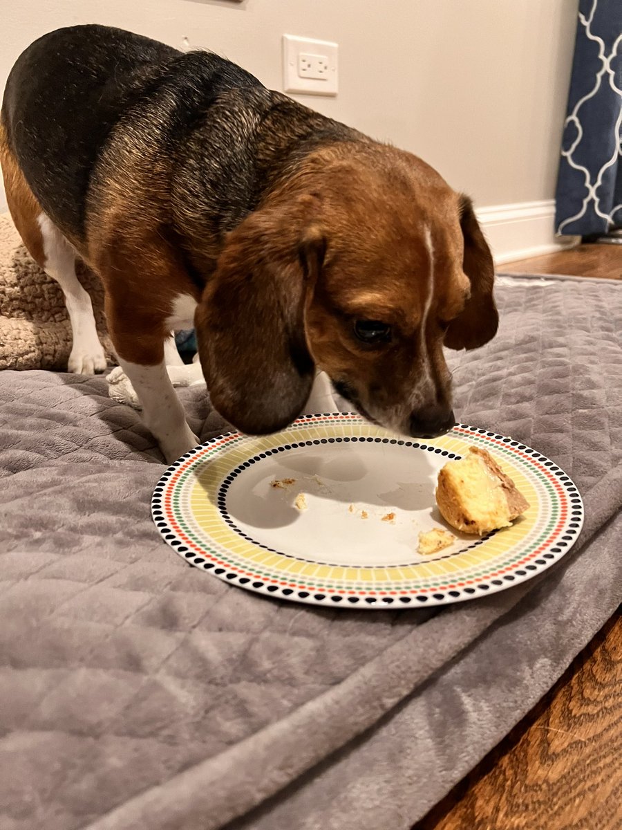 You guys! My Nana remembered! She got me cake! #beagle #DogsofTwittter #Food #cake