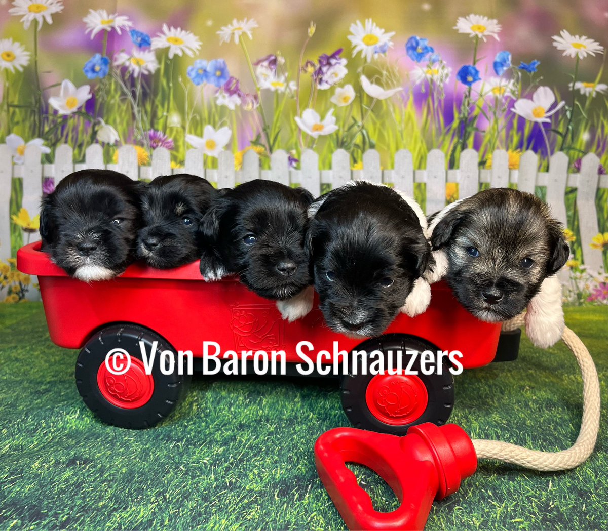 Mini schnauzer puppies
#dogs