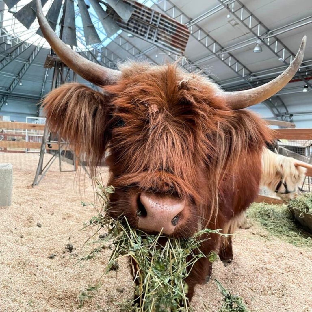 The Sydney Royal Easter Show tweet media