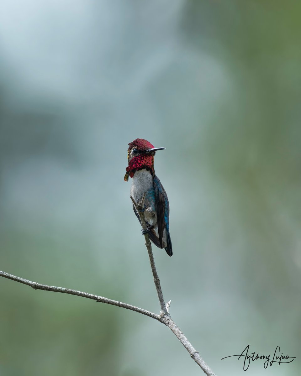 anthonylujan's tweet photo. Bee hummingbird - Mellisuga helenae
Near Threatened
Cuba
Sony A1 - Sony 600mm
#Beehummingbird #hummingbird #colibri #BeijaFlor #hummingbirds #earthcapture #nature #natgeoyourshot #hummingbirdsofcuba #naturephotography #sonya1 #birdsonearth #birding #birdwatching #birds_captu... https://t.co/QMwClq3em1