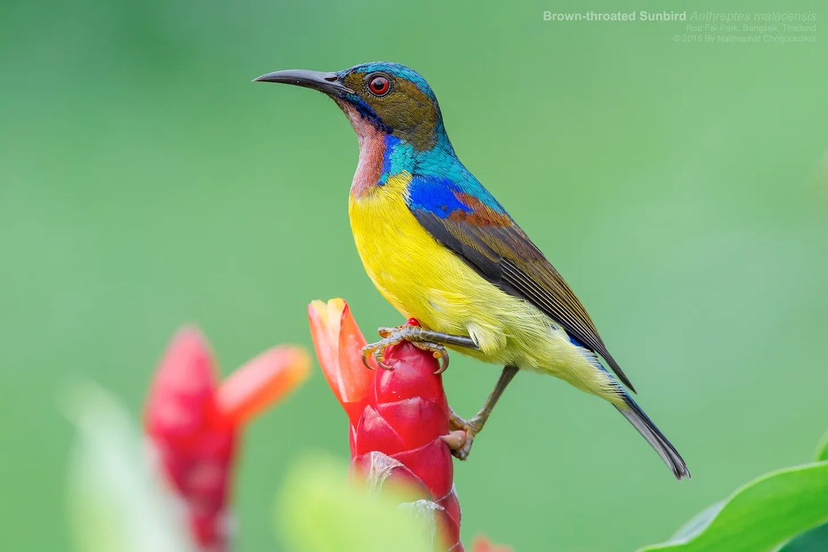 birdfunfacts's tweet photo. Instead of #hummingbirds in #Asia, we have the #sunbird! 

https://t.co/6kcGPwKvKV https://t.co/oNsmeVwaOu