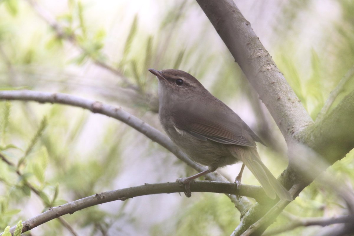 LittleNature1's tweet photo. 鶯　ウグイス https://t.co/NFqrYpfJAu