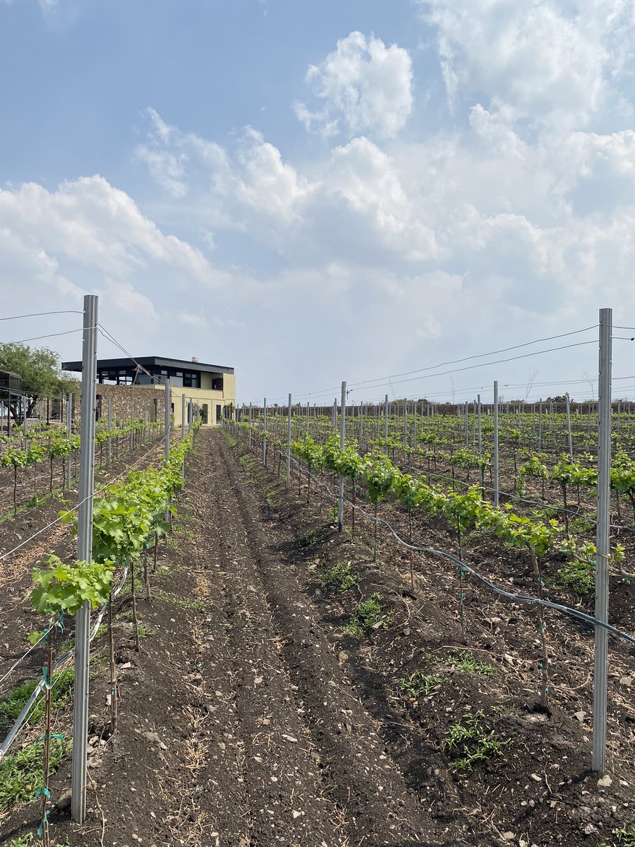 fdiazan's tweet photo. #Enoturismo en #Queretaro #Mexico 

Viñedo Vinaltura https://t.co/01ElwZM7sR