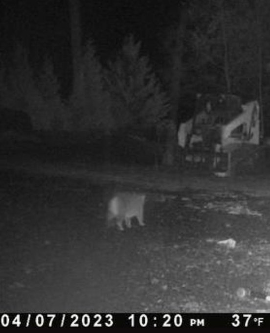 Oh hell naw. That&rsquo;s a bobcat https://t.co/aCvGfSxkqF