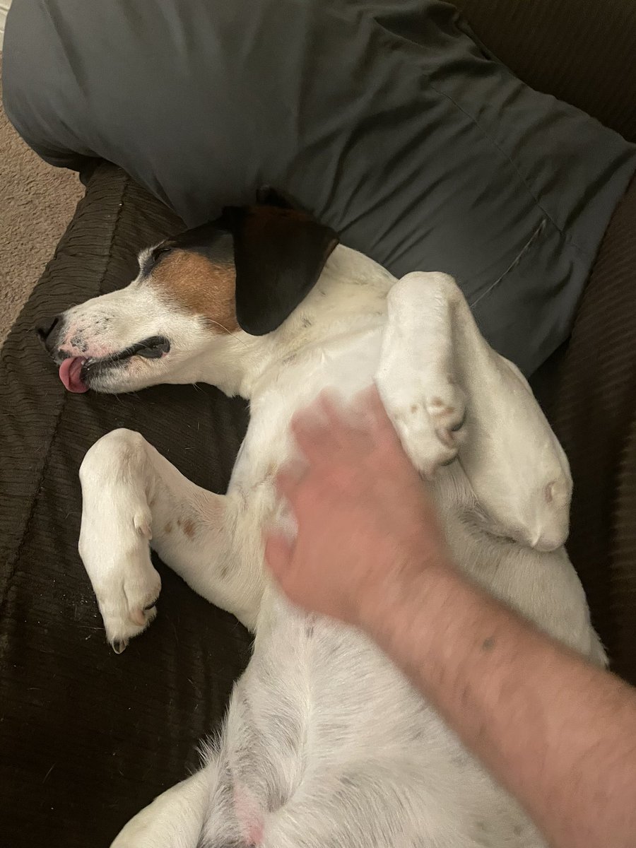 thedudewooflops's tweet image. #BellyRubs &amp;amp; #Bleps 🐶🐶