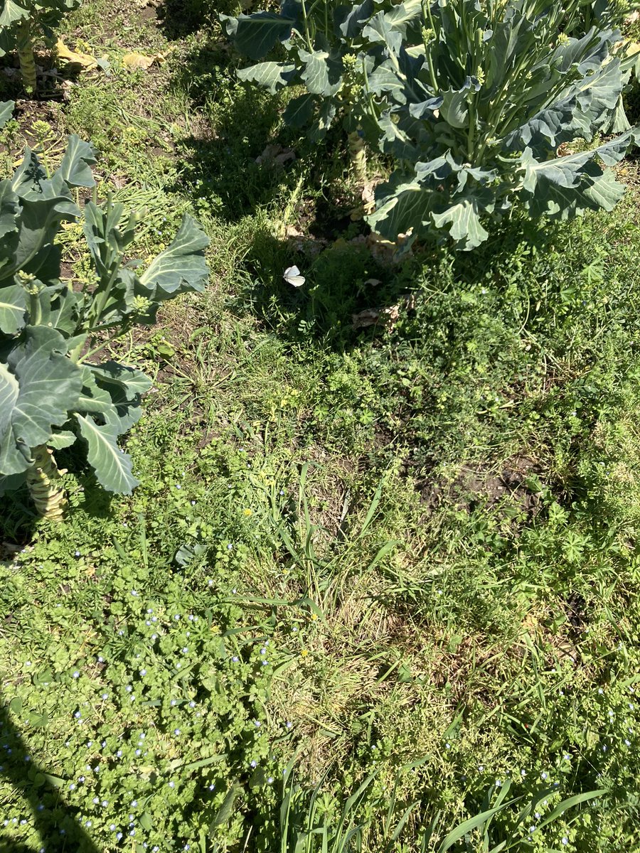 現実では大きく見えても
写真だと小さく見える
蝶々
