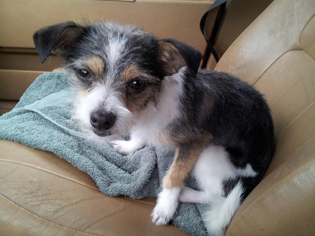 FlyingWithLiz's tweet image. I’m so excited to get Amo’s Easter basket tomorrow. I can’t believe he’s been mine for 10 years!! This was the first pic I ever took of him on the way home from the adoption event. #pnwdog #dogmom #crazydoglady