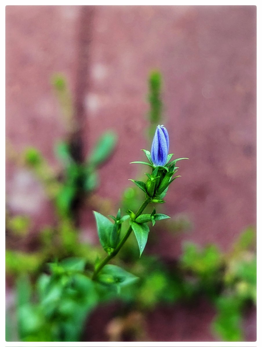 When the tiny flowers in your yard are crying out for a photoshoot, you can only ignore them for so long.

#wildflowerphotography #landscapephotography #pixel7 #pixelsuperfans #teampixel #blueflower