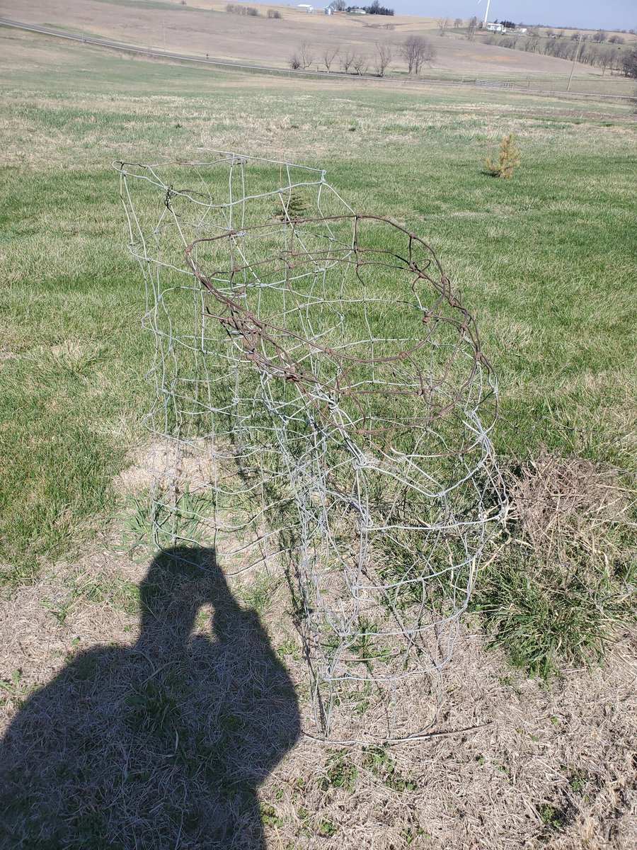 Dale_Meyer's tweet photo. @Lady_Lo_Fi know anyone in need of tomato cages?  We have a couple dozen at the farm that need a good home. https://t.co/Y8egOuNGUo