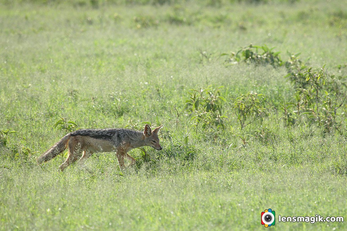 np_photographer's tweet photo. Black Backed Jackal https://t.co/hZwuo2NZKM Masai Mara #blackbackedjackal #typesofJackal #jackalspices #goldenjackal #sidestrippedjackal #masaimara #wildlifeafrica #mammals #wildlifekenya #canonwildlifephotography #bbcwildlifepotd https://t.co/om3HPmlb5c