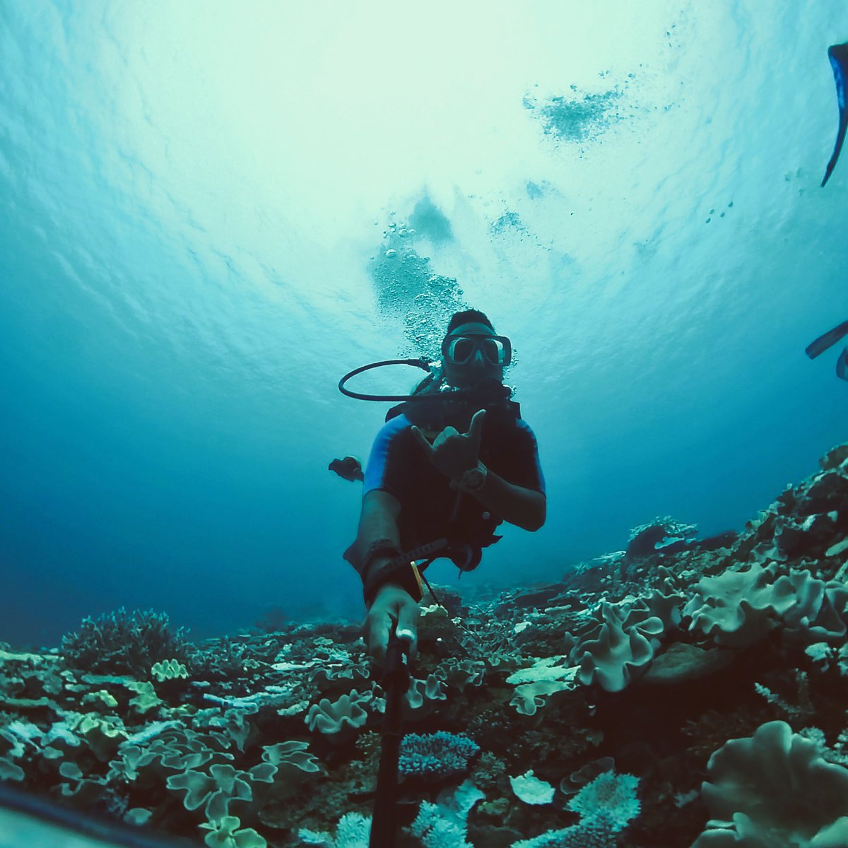 Dagger1_FJ's tweet photo. Got my PADI Open Water Diver certification today 🤿🙌 https://t.co/kzx9nZwsjA