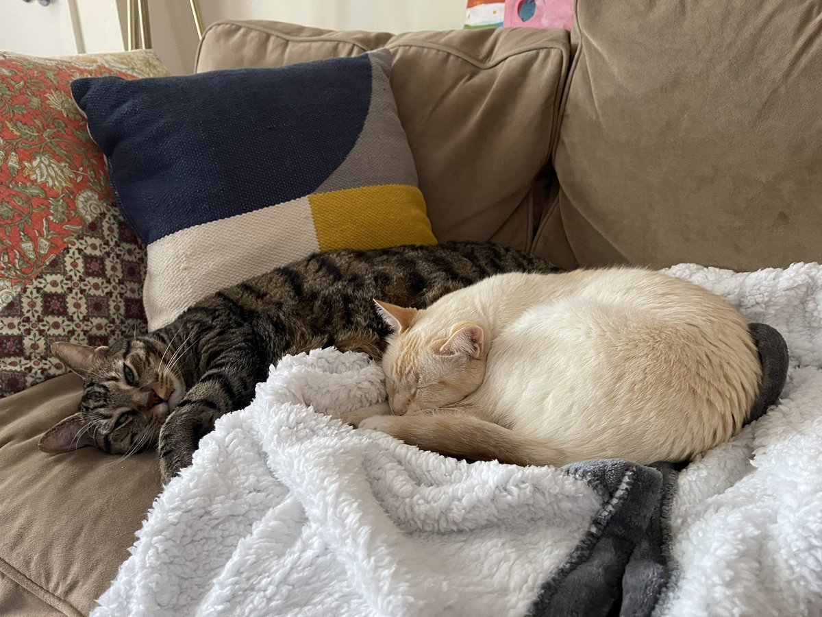 kmhop7's tweet photo. @irenethealien @delaslove_ Do we… have the same cats? https://t.co/PkPqrNrP8l