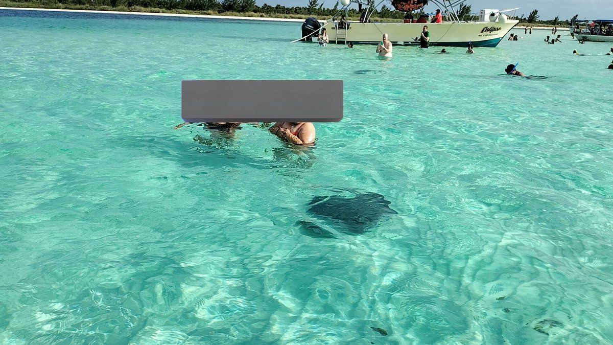 LandyVerabomber's tweet photo. @Adela_Micha Que ignorancia! Aquí en Cozumel nadamos con familias enteras de mantarrayas. Son inofensivas. https://t.co/arzka37RM4