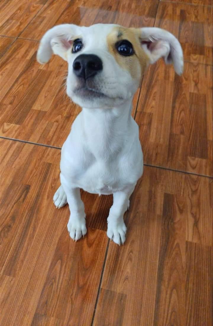vanttxguk's tweet photo. #adopción #limaperu #peru 
perrita en adopción
*Nombre : blanca
*Edad: 6 meses
*Tamaño: mediana 
*Desparacitada
*Celular : 974635990 https://t.co/sVqtOrohwB