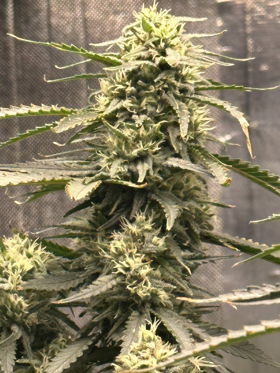 Jack’s doing it’s magic. Entering week seven.