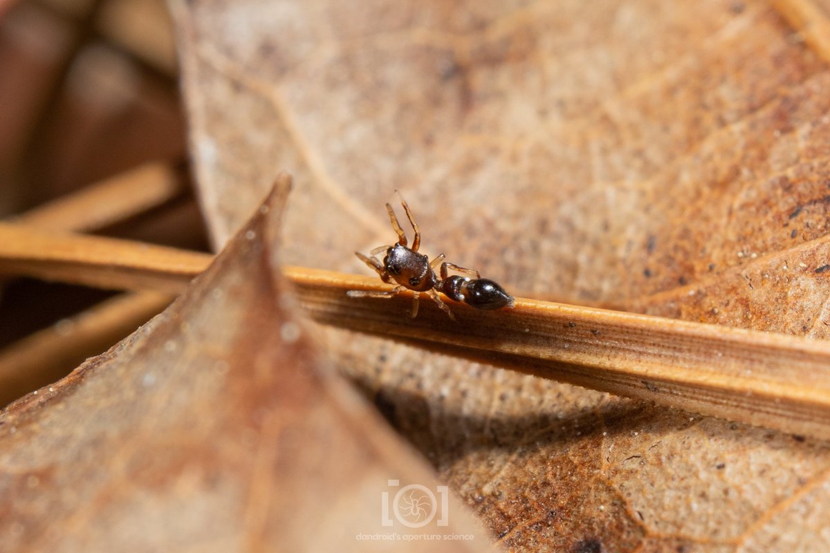 Dandroid's Aperture Science 💛🤍💜🖤🕷️🐜 tweet media