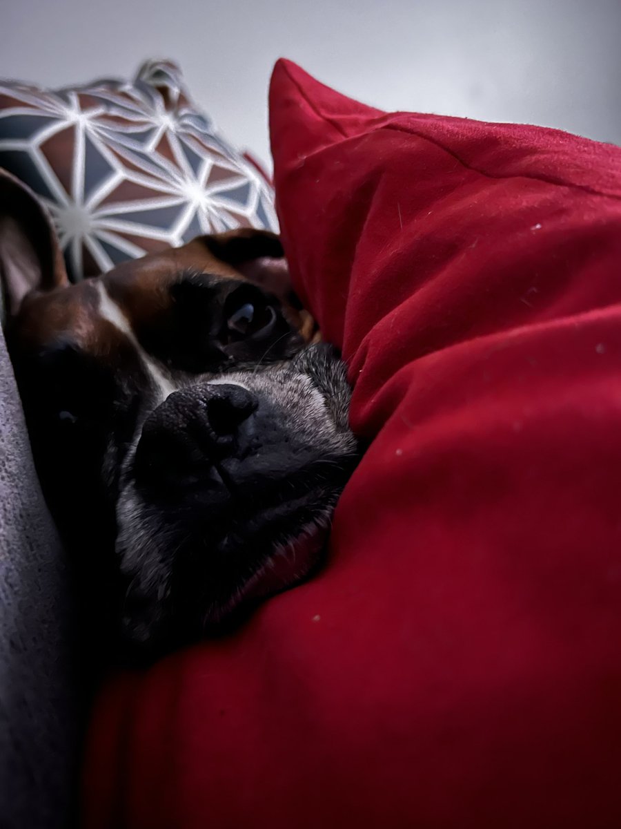 missiceblast's tweet image. Guaranteed sweet dreams seeing this sweetie right before my eyes close. #boxersoftwitter #goodnightsrest
