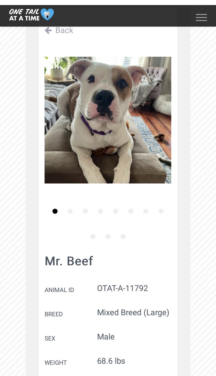 onetailatatime's tweet photo. Hey @mattymatheson. We’re a Chicagoland dog rescue and we named a dog Mr. Beef. I’m the Twitter volunteer and I’m Canadian. Based on these two things, I think you should come meet Mr. Beef now that The Bear is filming again! https://t.co/4amco7cGHj