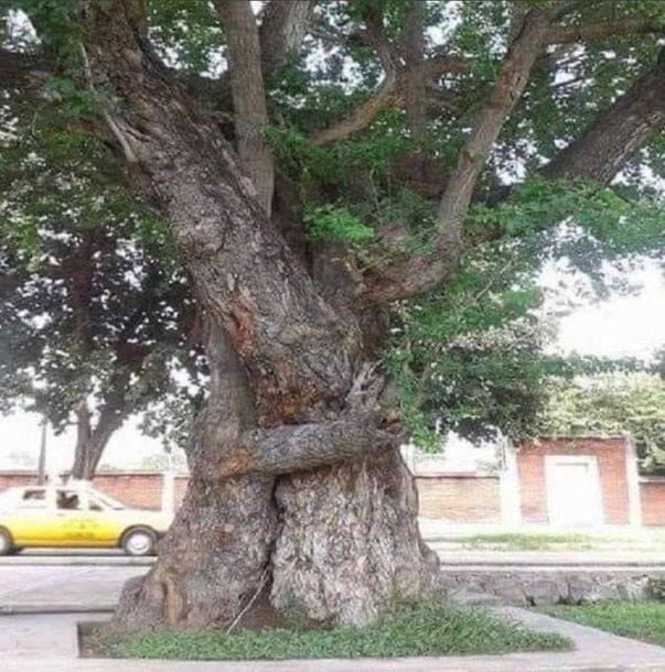 CryptoCarpeDiem's tweet photo. We are energy... and sometimes, all we need is a hug. 
Nature knows best💚 https://t.co/aUFGeIvNui