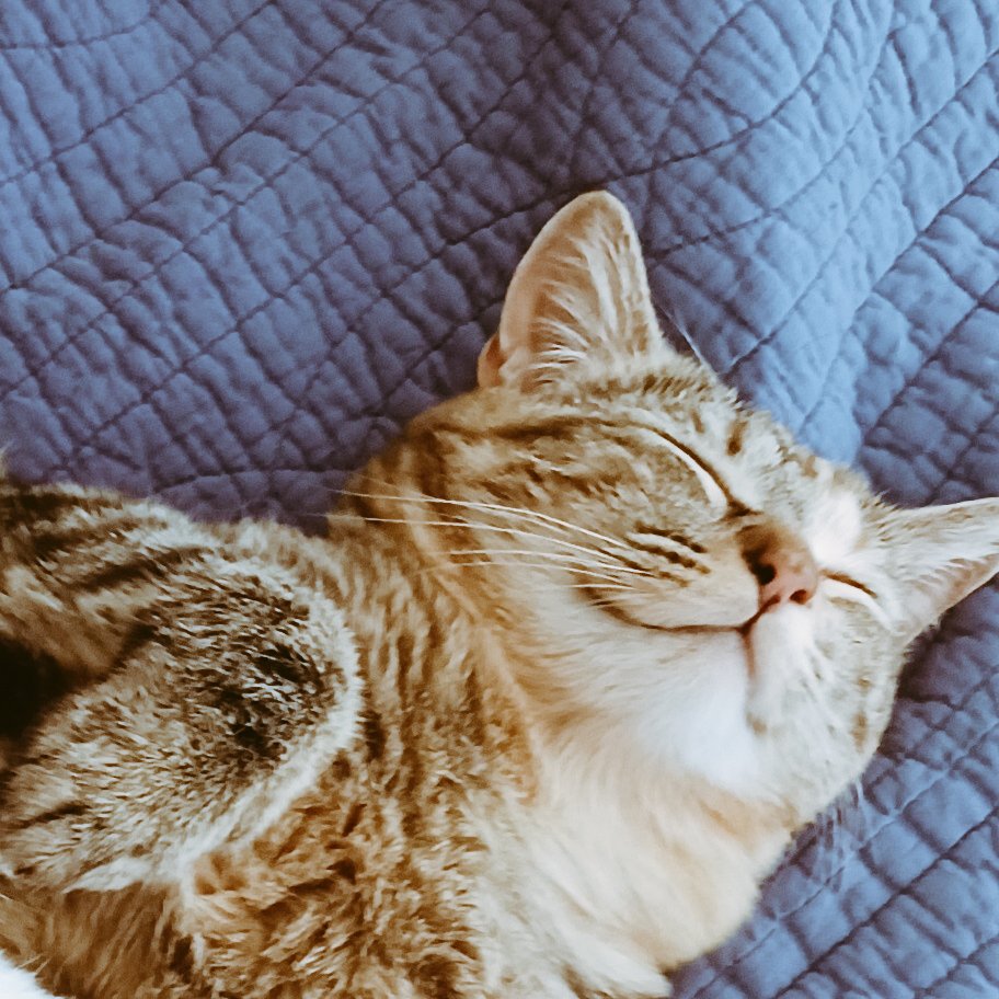 She looks so happy! #happycat #catsoftwitter