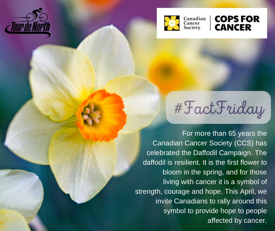 #FactFriday 

This Spring, Help Hope Bloom for people affected by cancer. Make a difference by donating to the daffodil campaign, or joining the Cops for Cancer Tour de North. 

Visit support.cancer.ca for more info. 

#ForTheKids #FactFriday #canadiancancersociety