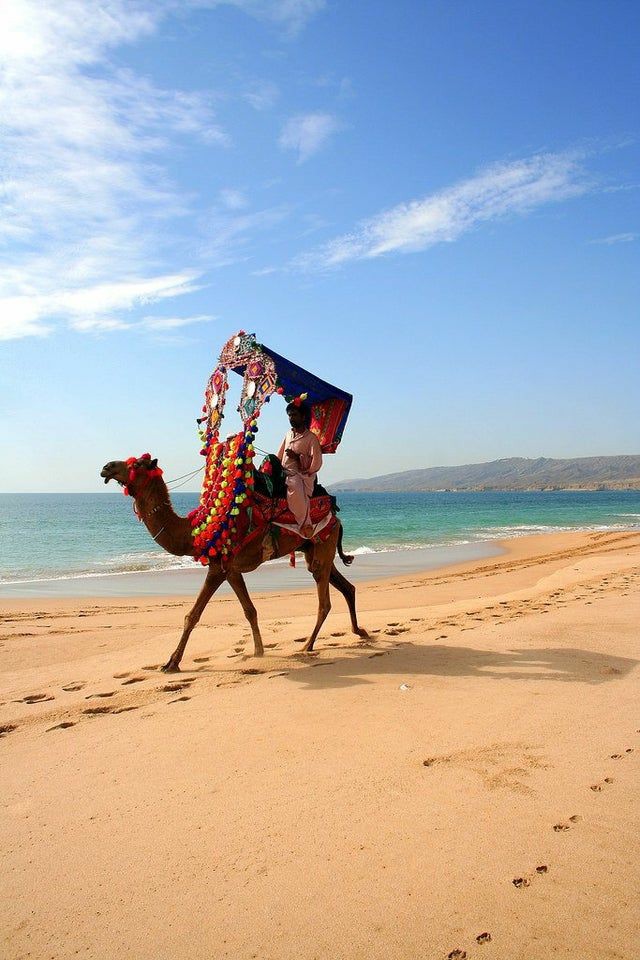 KChaskay's tweet photo. A Decorated Camel In French Beach At karachi &amp; View 
#Karachi 
#beach https://t.co/aHX6YXAENu