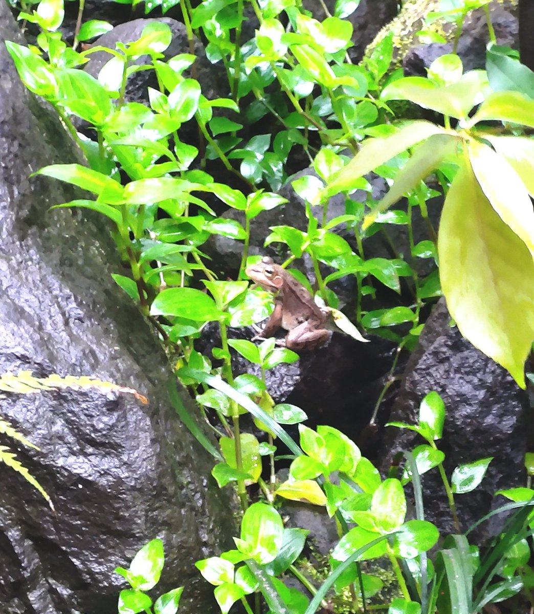 念願の河津の!KawaZooに!行けたのです!カエルいっぱいだし中庭の水田でカエル眺めるのも幸せよ…すごいカエル探しし続けた。パラダイスかここは 