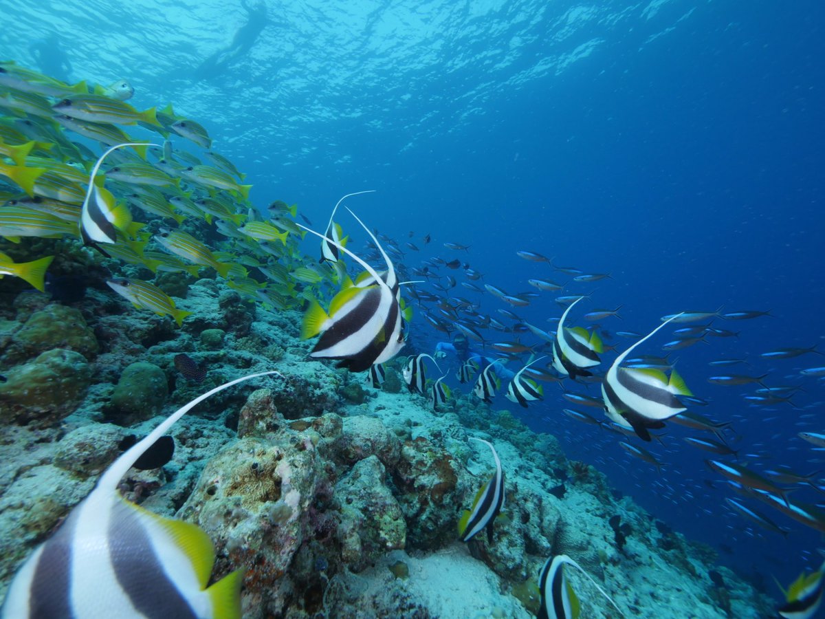 OceanDimensions's tweet photo. Schooling bannerfish are never alone 😃
#bannerfish #neveralone #Maldives #diving #scuba #scubadiving #marinelife #reeflife https://t.co/UkVCh0cYwk