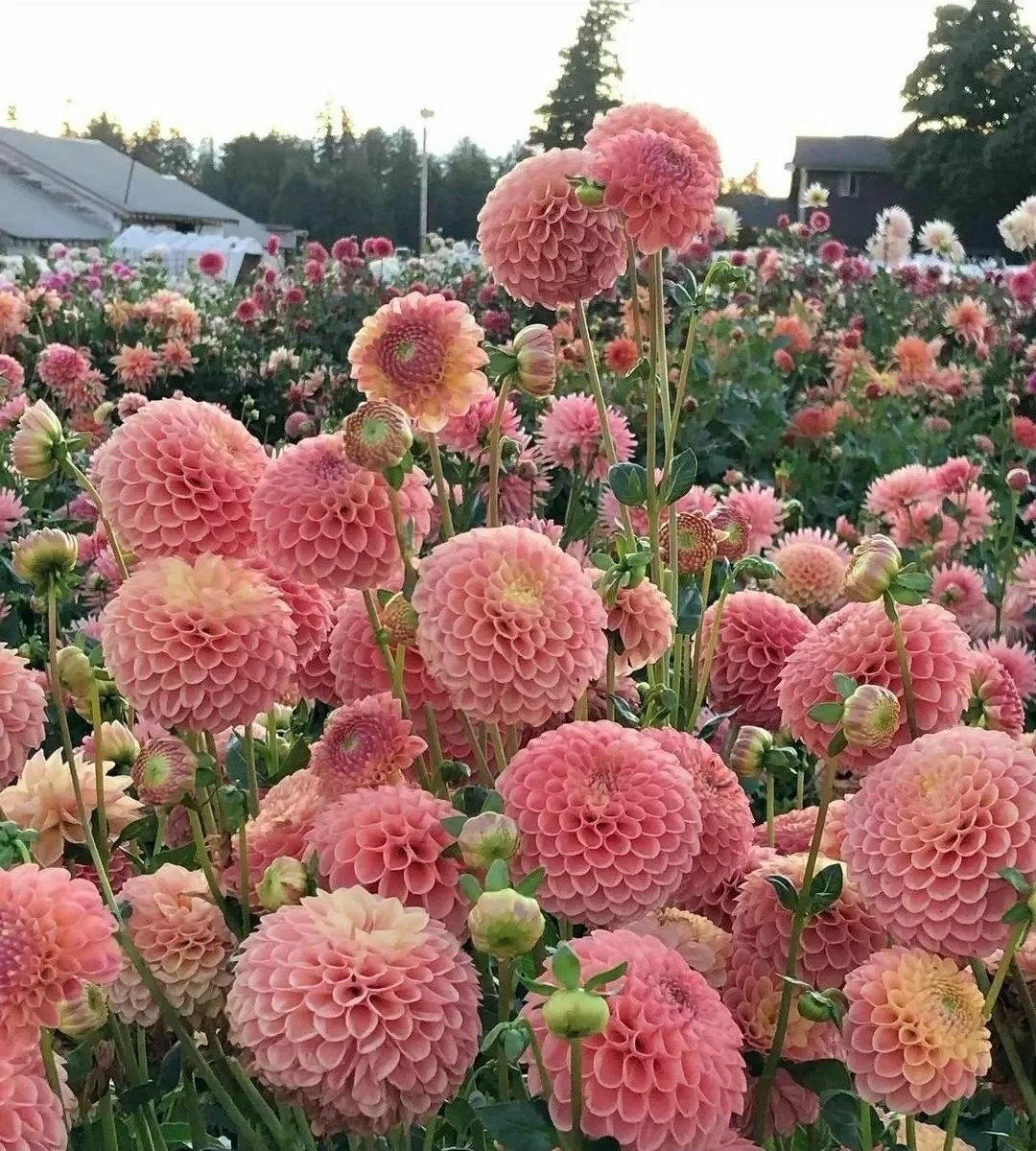 RamendraChDebn1's tweet photo. Wow, So many Dahlias bloomed today in my garden, :) https://t.co/fRWTt0vXDw