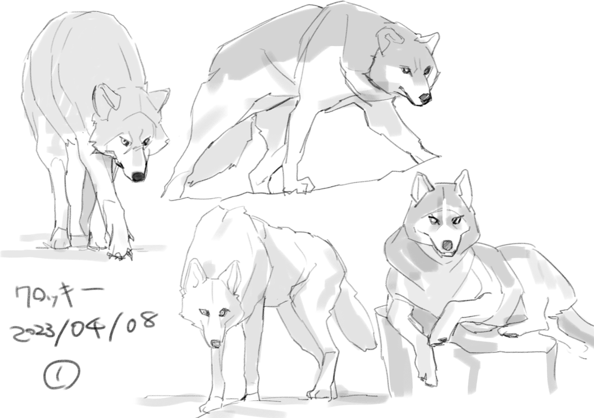 狼、ハスキー🐺  画像見ながらクロッキー。 