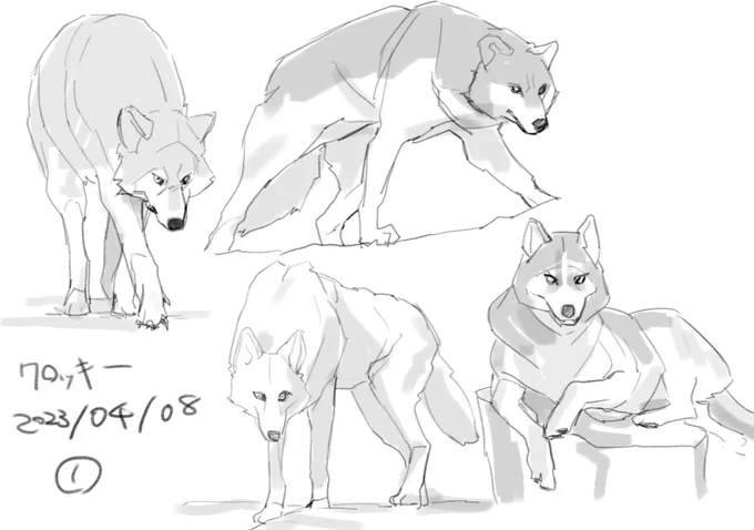 狼、ハスキー🐺  画像見ながらクロッキー。 