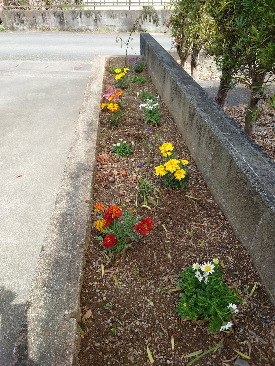 btysg1959's tweet photo. 適当に植えても、けなげに咲く。 https://t.co/AVpx5fnVot